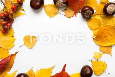 Autumn nature objects arranged with blank copy space and seasonal colour Stock Photos