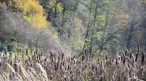 Autumn nature scenery. Stock Footage 44637048