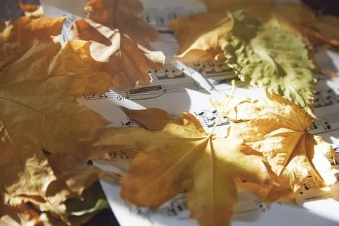 Autumn nocturne Stock Photos