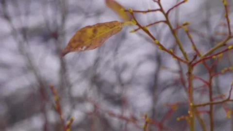 Autumn in the North Caucasus A close up of a single yellow leaf Video stock 320852669