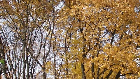 Autumn is not less beautiful than spring Stock Footage 98050710