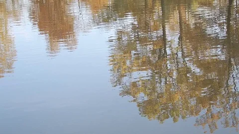 Autumn is not less beautiful than spring Stock-Footage 98052026
