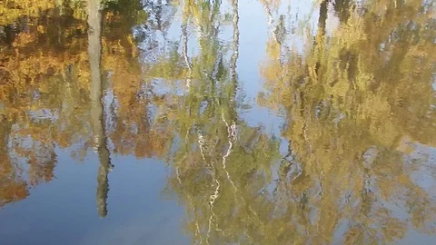 Autumn is not less beautiful than spring Stock Footage 98052115