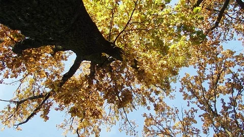 Autumn is not less beautiful than spring Stock Footage 98053003