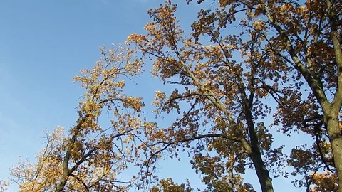 Autumn is not less beautiful than spring Stock Footage 98053060