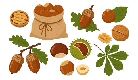 Autumn nuts and seeds vector collection with walnuts hazelnuts acorns and c.. Stock Illustration