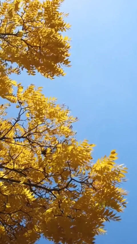 Autumn nyc forest Vídeos de archivo 294277104