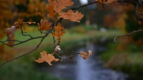 Autumn oak against the background of the river in the forest. Stock Footage 233519959