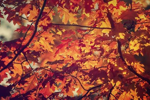 Autumn oak background Stock-Fotos