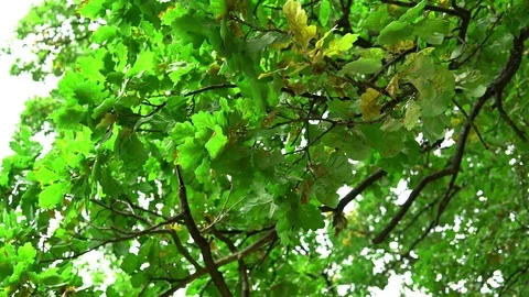 Autumn Oak Branches. Stock Footage 80340227