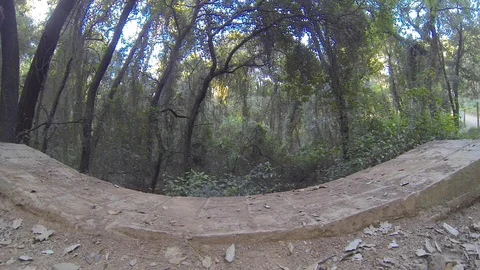 Autumn in a Oak forest Video stock 117632176