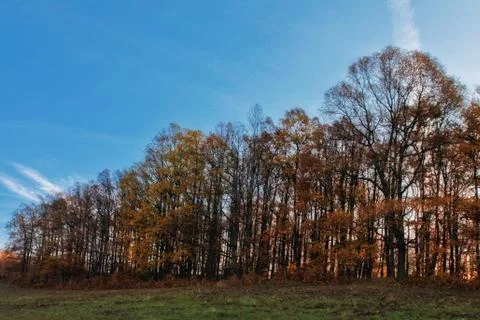 Autumn oak forest Stock Photos