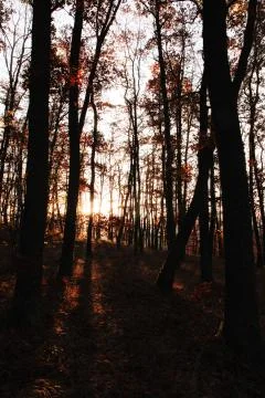 Autumn oak forest Stock Photos