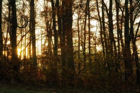 Autumn oak forest Stock Photos