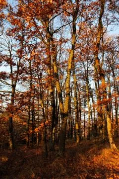 Autumn oak forest Stock Photos