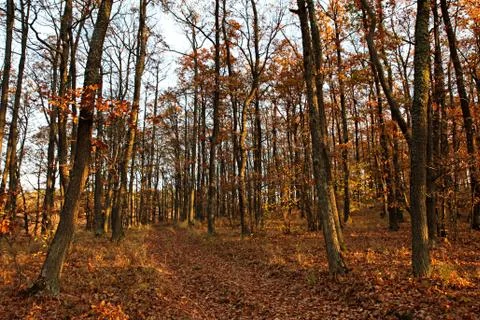 Autumn oak forest Stock Photos