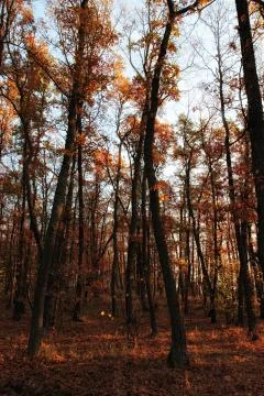 Autumn oak forest Stock Photos
