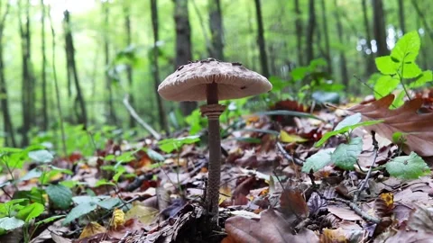 Autumn oak leaf and pine cone falling on mushroom in forest. Stock Footage 150554951