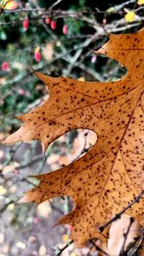 Autumn Oak Leaf with Black Spots Stock Photos