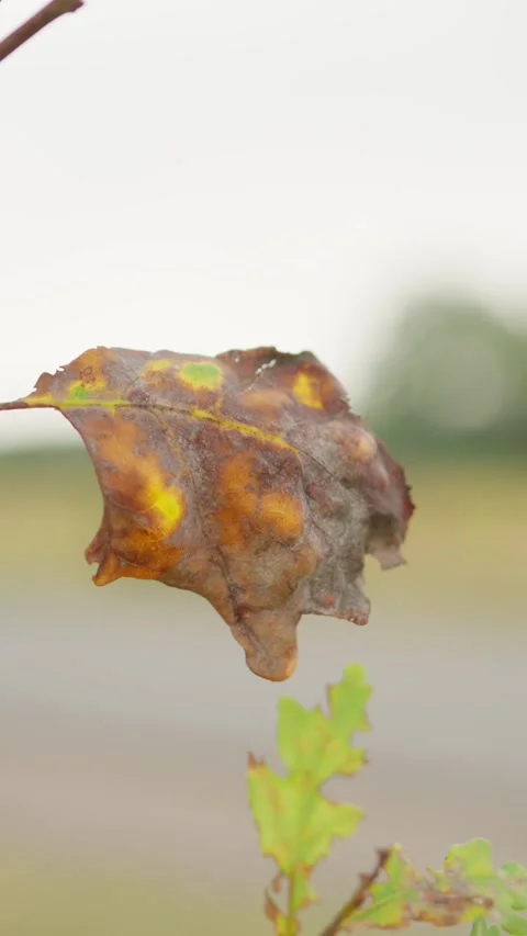Autumn oak leaf blowing in wind Stock Footage 344790105