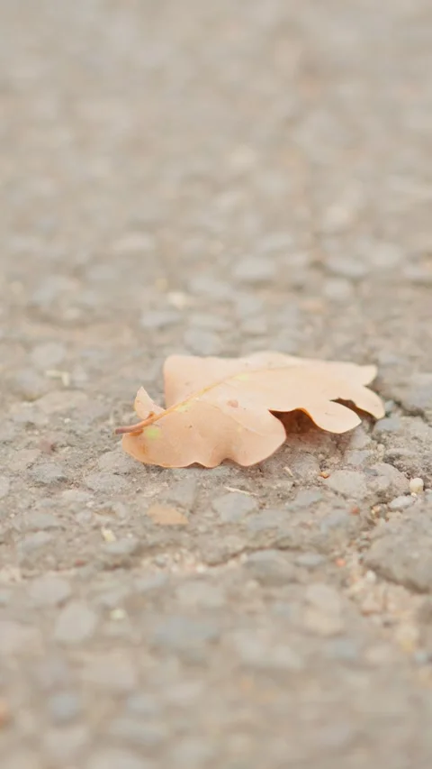 Autumn oak leaf blown by wind on pavement Stock Footage 344790054