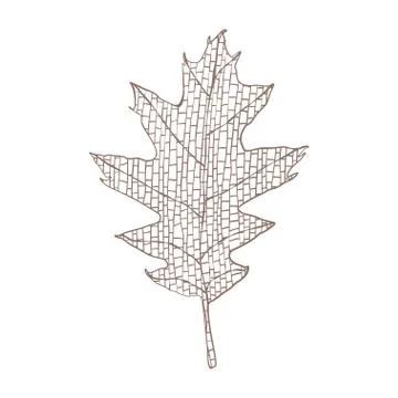 Autumn oak leaf. Illustrazione stock