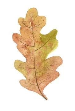 Autumn Oak Leaf Stock Illustration