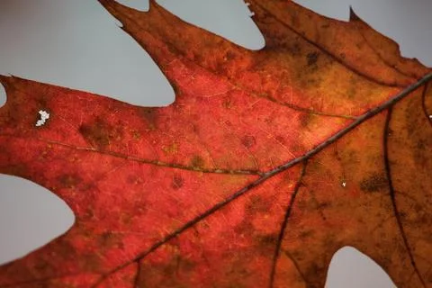 Autumn oak leaf macro Stock Photos