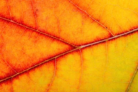 Autumn oak leaf macro Stock Photos