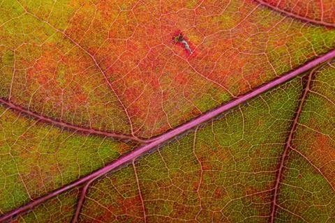 Autumn oak leaf macro 写真素材