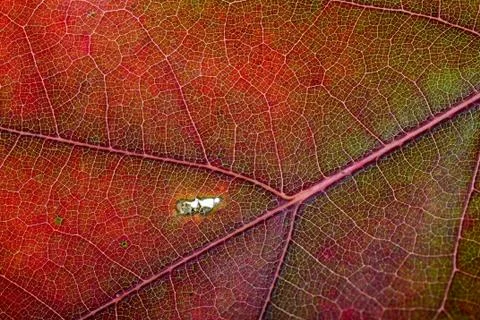 Autumn oak leaf macro 写真素材
