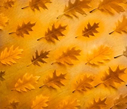 Autumn oak leaf pattern flat lay, top view Stock Photos