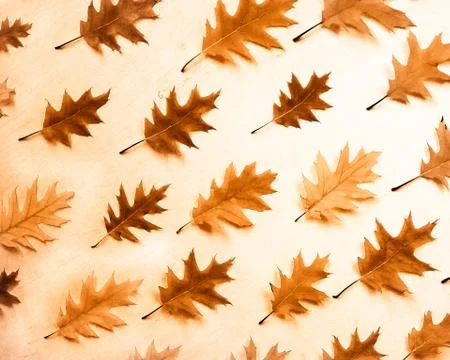 Autumn oak leaf pattern flat lay, top view Stock Photos