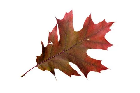 Autumn oak leaf 스톡 사진