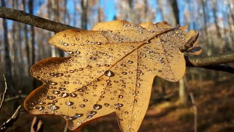 Autumn oak leaf Stock-Fotos
