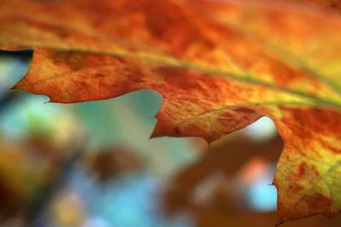An autumn oak leaf. Stock Photos