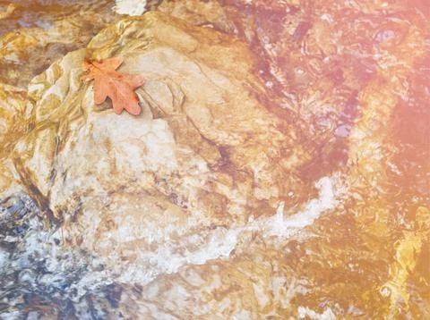 Autumn oak leaf on stone Stock Photos