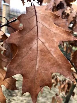 Autumn oak leaf on tree Stock Photos