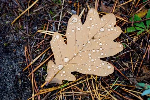 Autumn oak leaf with water drops Stock Photos