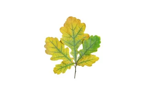 Autumn oak leaf. White isolate. Stock Photos