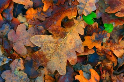 Autumn oak leafage Stock Photos