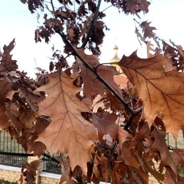 Autumn oak leafs on tree on the background of the dome of the church Stockfoto's