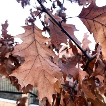 Autumn oak leafs on tree Stock Photos