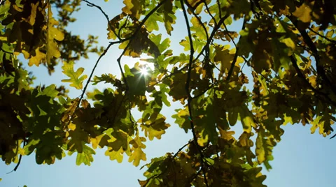 Autumn Oak Leaves Stock Footage 32164397