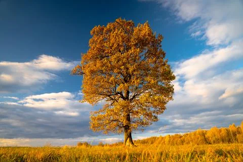 Autumn oak Stock Photos