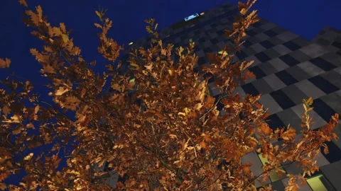 The autumn oak tree and in the background hotel building. Stock Footage 164654971