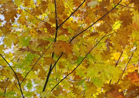 Autumn oak tree background. 스톡 사진