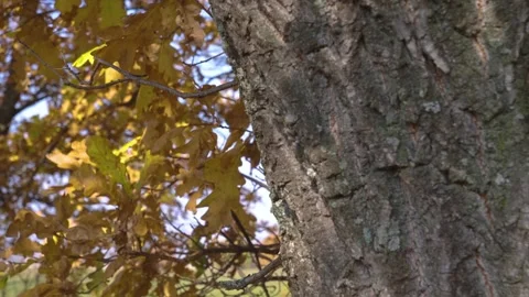 Autumn Oak Tree Bark and Leaves in South Ural, Russia Stock Footage 318480902
