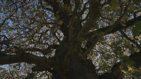 Autumn Oak Tree from below Stock-Footage 101669316