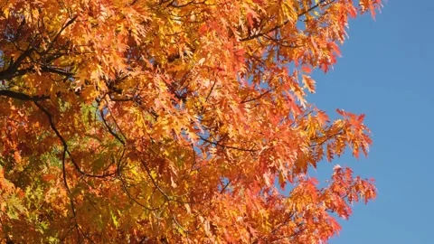 Autumn oak tree with bright yellow and orange foliage. Stock Footage 164118202